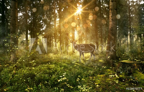 Bild på Hirsch in nebligem Wald